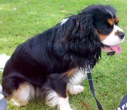 Charlie the Cavalier King Charles Spaniel.jpg