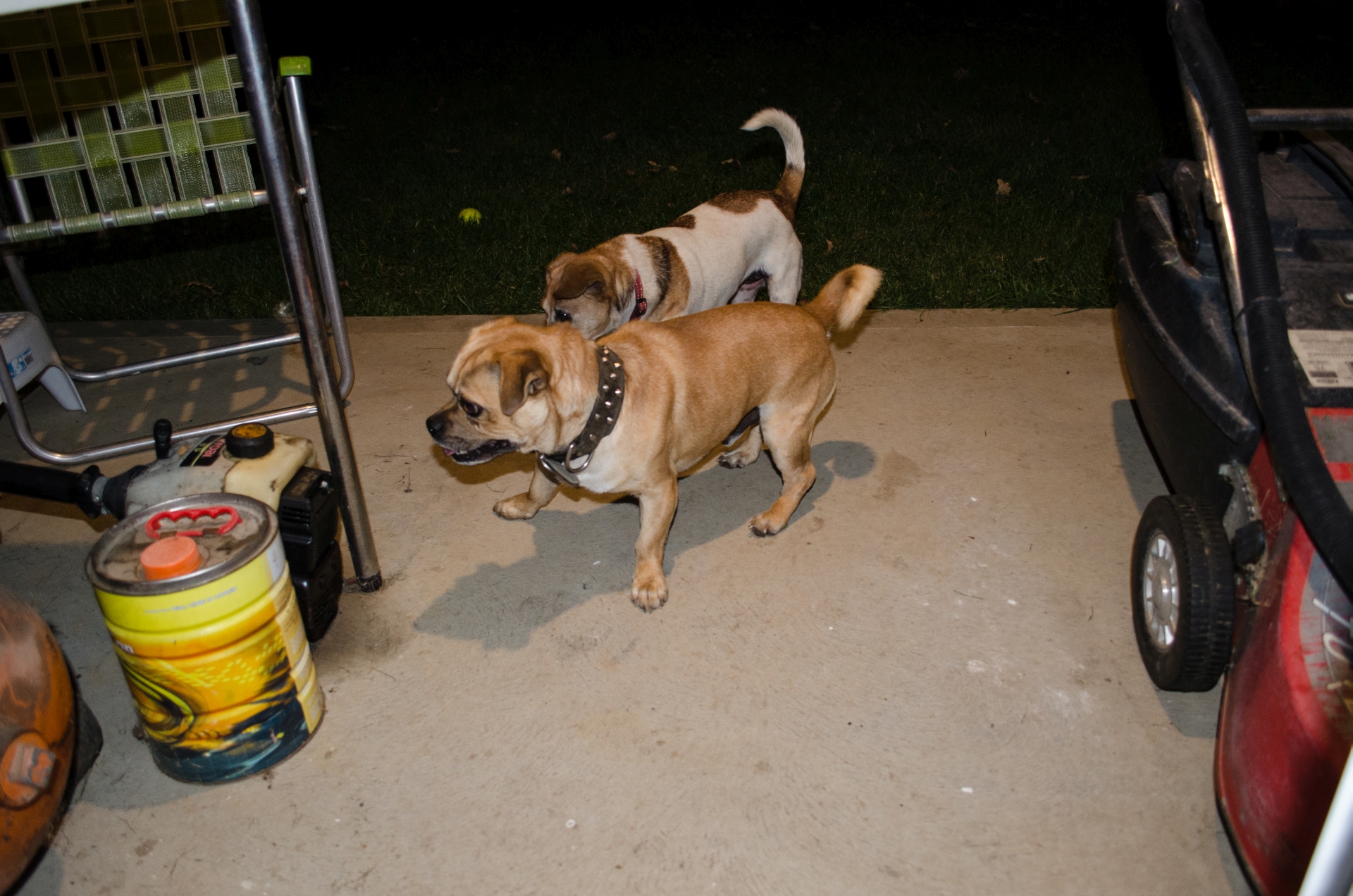 New Berrima Karens General Store dogs escaped again