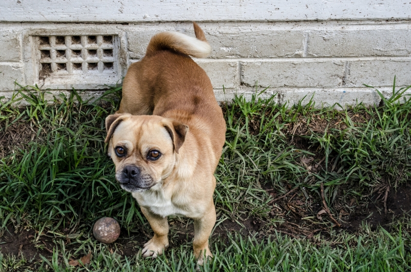 New Berrima General Store animal cruelty