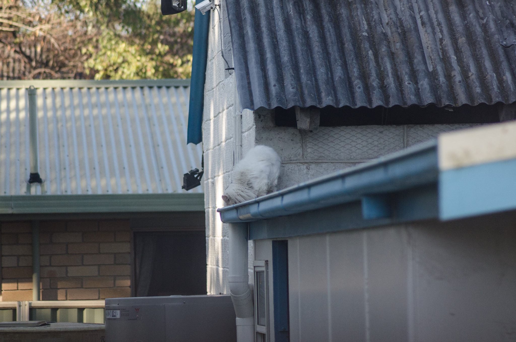 animal cruelty at new berrima store