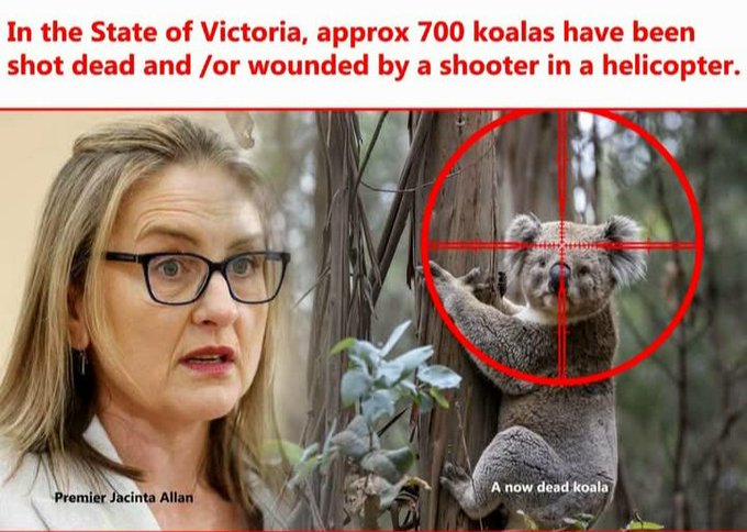 Australian Koalas still being killed by Jewstralian Governments.jpg