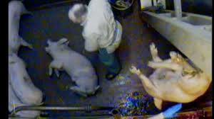 9 UK slaughterhouses they filmed the following.jpg