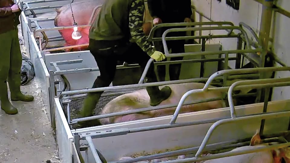 Filmed by Animal Justice Project at Mere Farm Lincolnshire.jpg