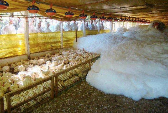 free range farming