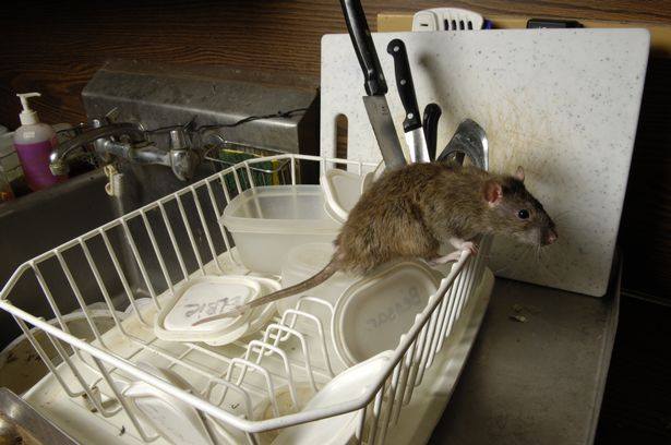 Karens General Store New Berrima rats mold and asbestos